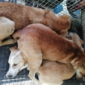 أكد المهندس أحمد مصطفى رئيس جهاز تنمية مدينة الشيخ زايد أن مجلس أمناء المدينة متعاقد مع جمعية للتعامل مع الكلاب الضالة، حيث تتولى تطعيم وتعقيم الكلاب وتميزهم بعلامة صفراء في اذنهم، مشيرا إلي أن 70% من الكلاب الضالة في زايد معقمة.