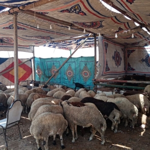 5c6bb74d-6316-4fc7-8f48-7b7398b2a286